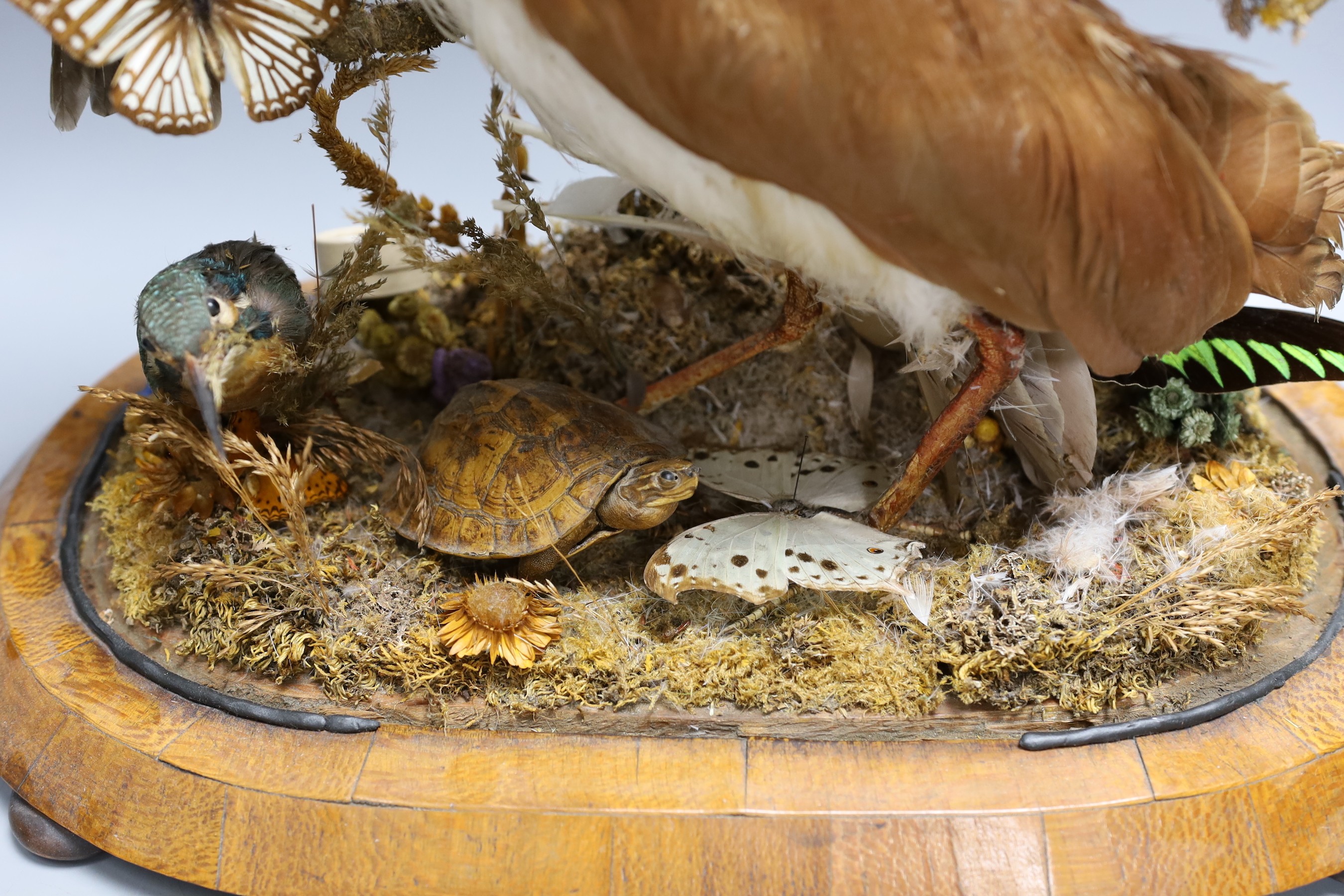 A Victorian taxidermic group of Australian and Asian birds, butterflies and a turtle, under a glass dome, 54.5 cm high